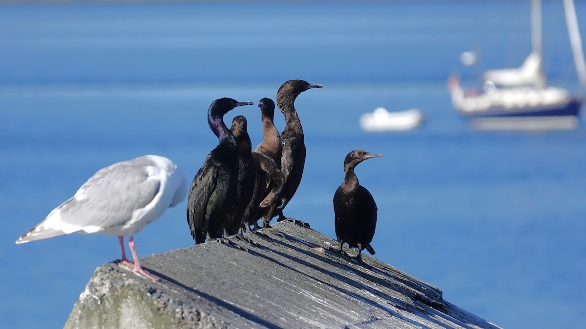 Pelagic Cormorant - ML659568966