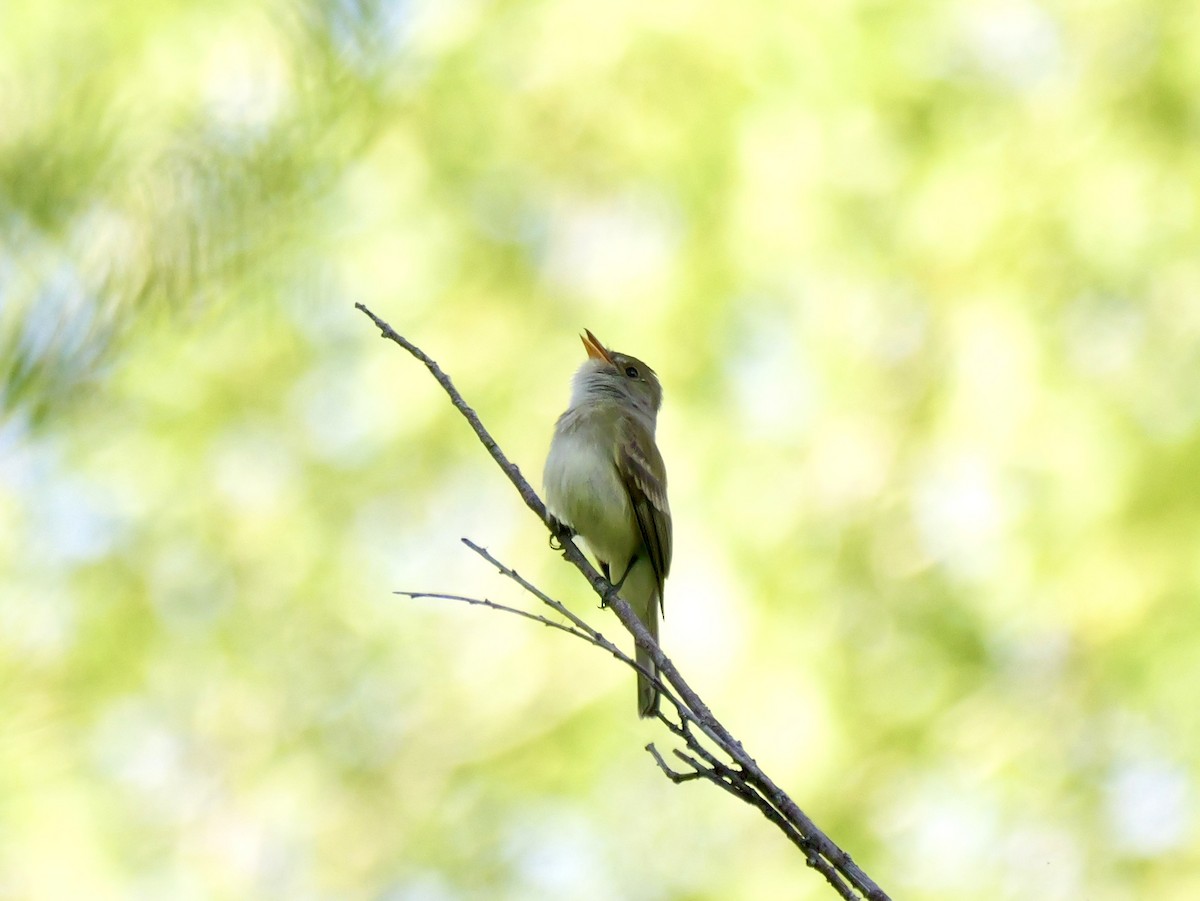Willow Flycatcher (Southwestern) - ML659569343