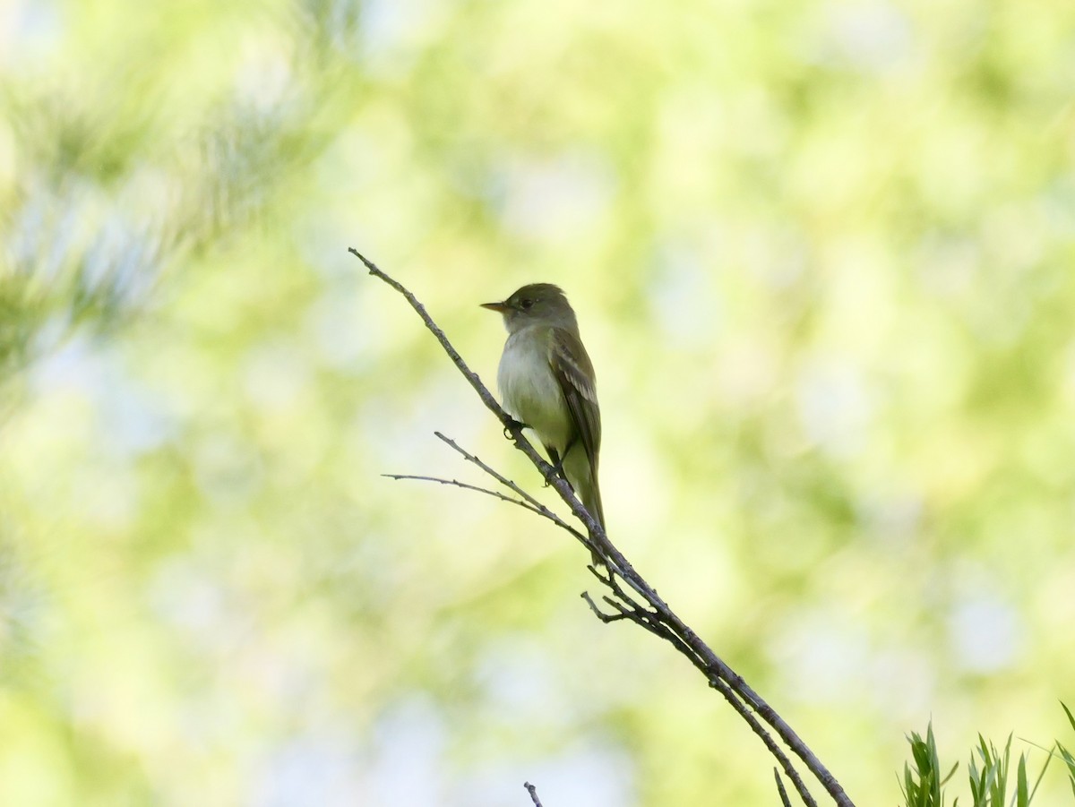 Willow Flycatcher (Southwestern) - ML659569344