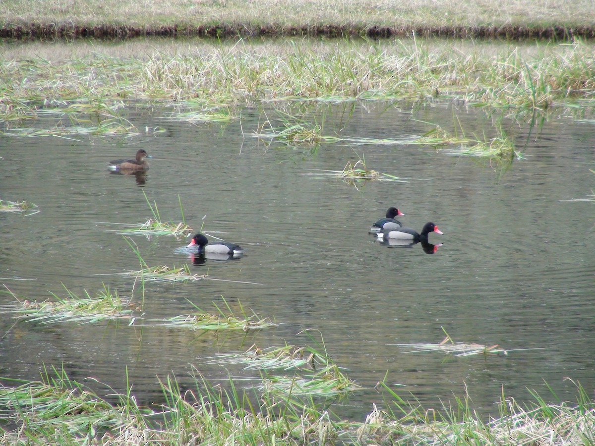Rosy-billed Pochard - ML659569357