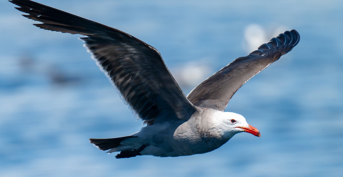 Heermann's Gull - ML659569469