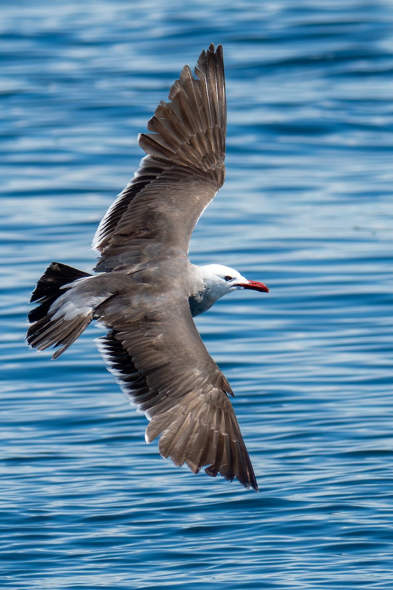 Heermann's Gull - ML659569557