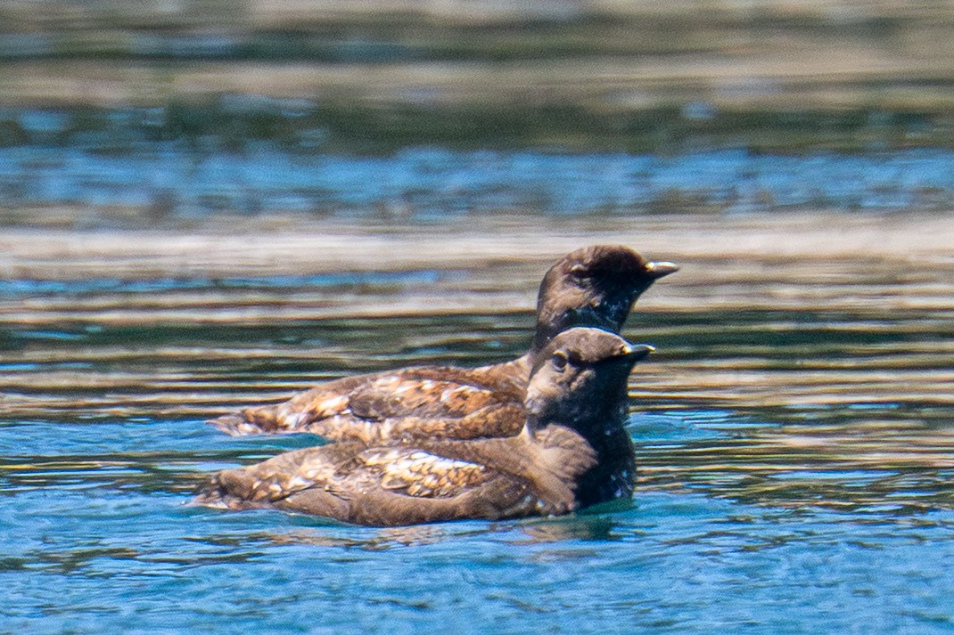 Marbled Murrelet - ML659569700