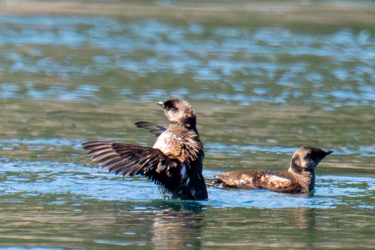 Marbled Murrelet - ML659569701