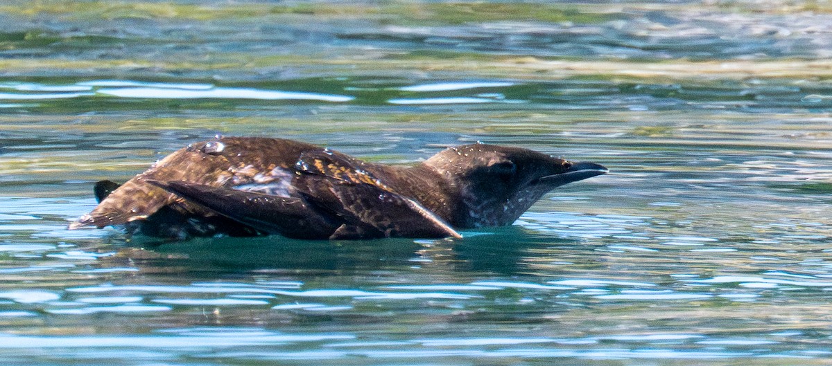 Marbled Murrelet - ML659569702