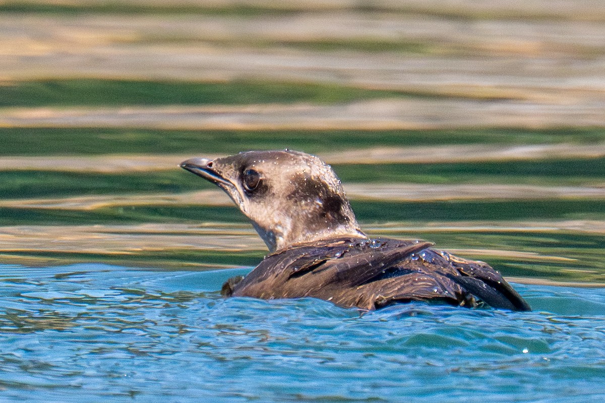 Marbled Murrelet - ML659569703