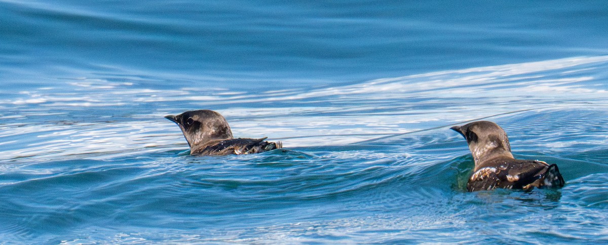 Marbled Murrelet - ML659569704