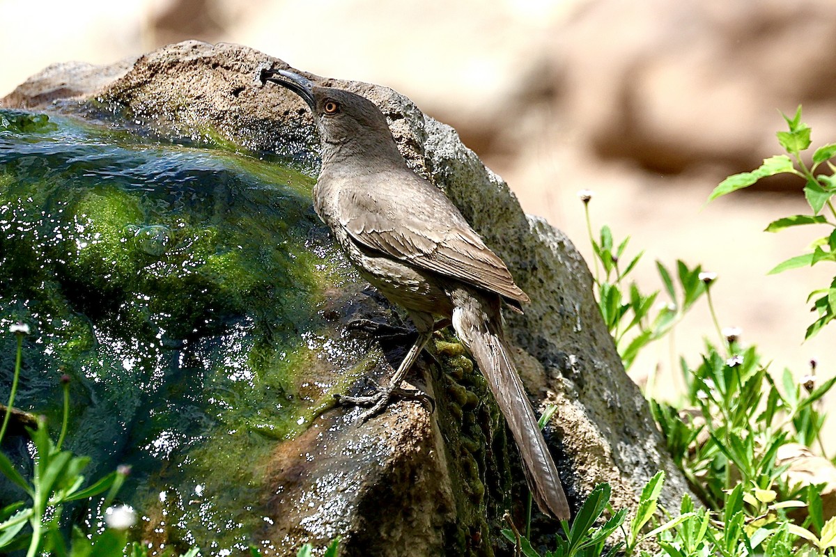 Curve-billed Thrasher - ML659569817