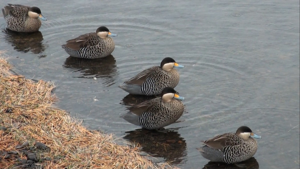 Silver Teal - ML659569840