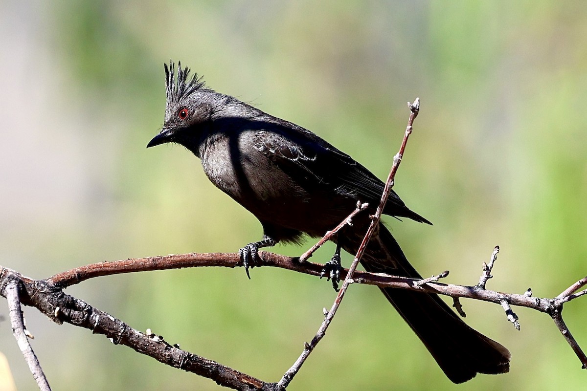 Phainopepla - ML659569841