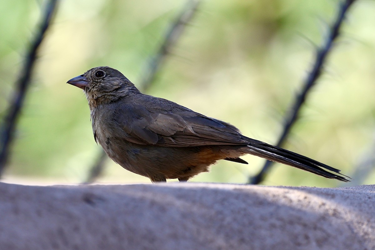 Canyon Towhee - ML659569874