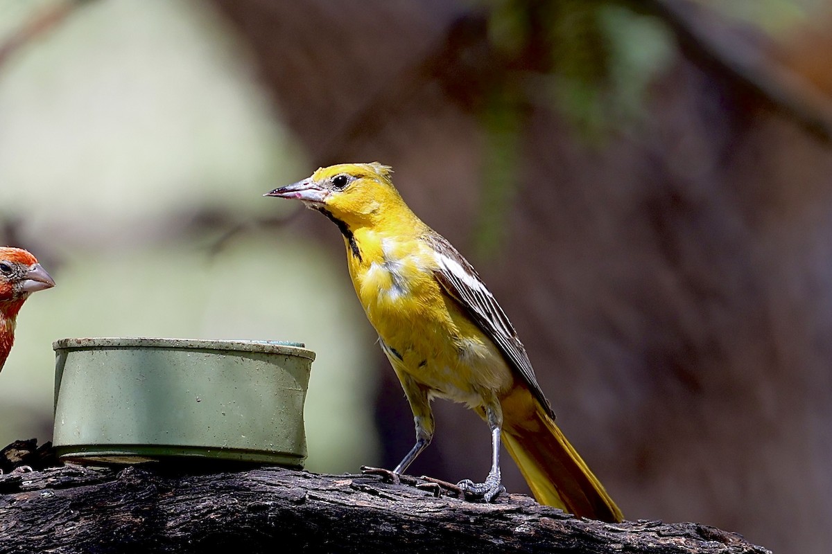 Bullock's Oriole - ML659569883