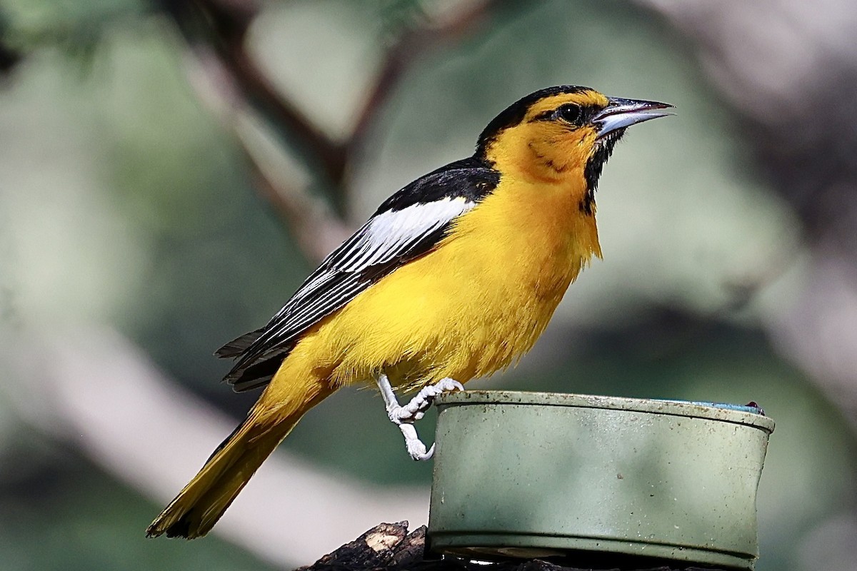Bullock's Oriole - ML659569884