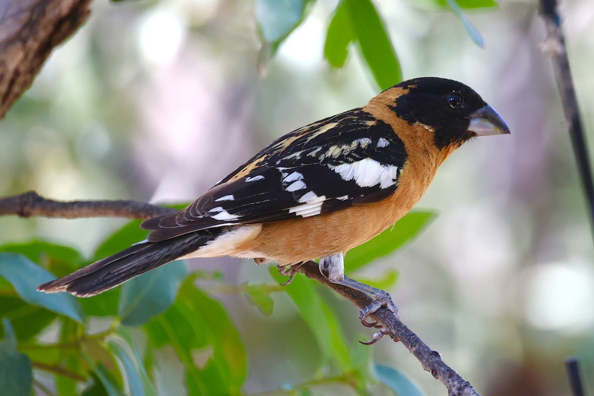 Black-headed Grosbeak - ML659569892