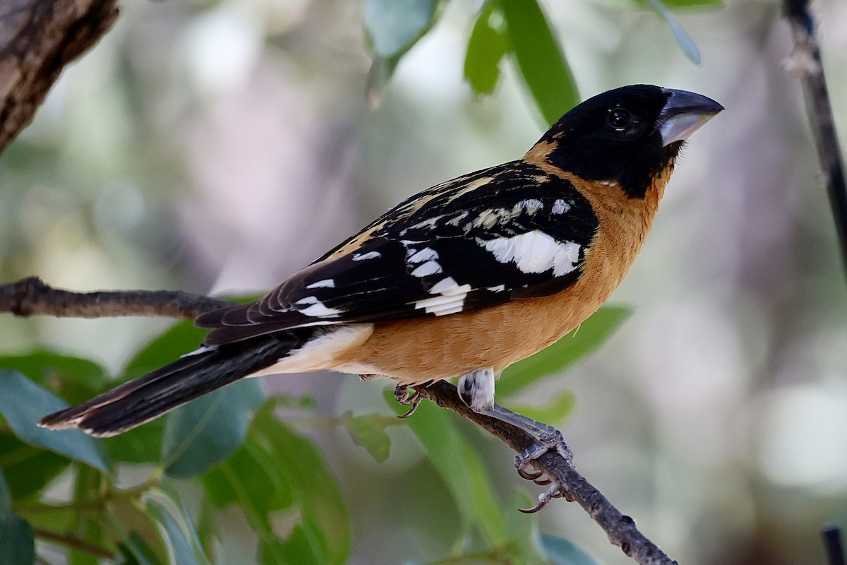 Black-headed Grosbeak - ML659569893