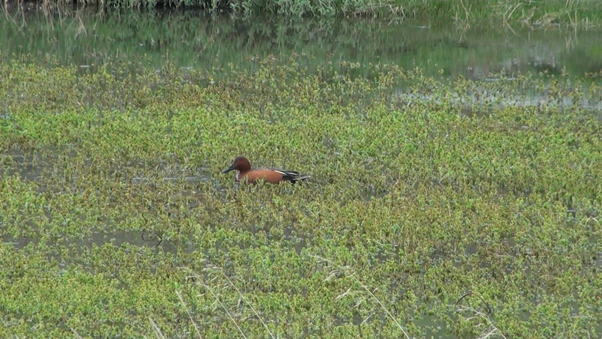 Cinnamon Teal - ML659570169