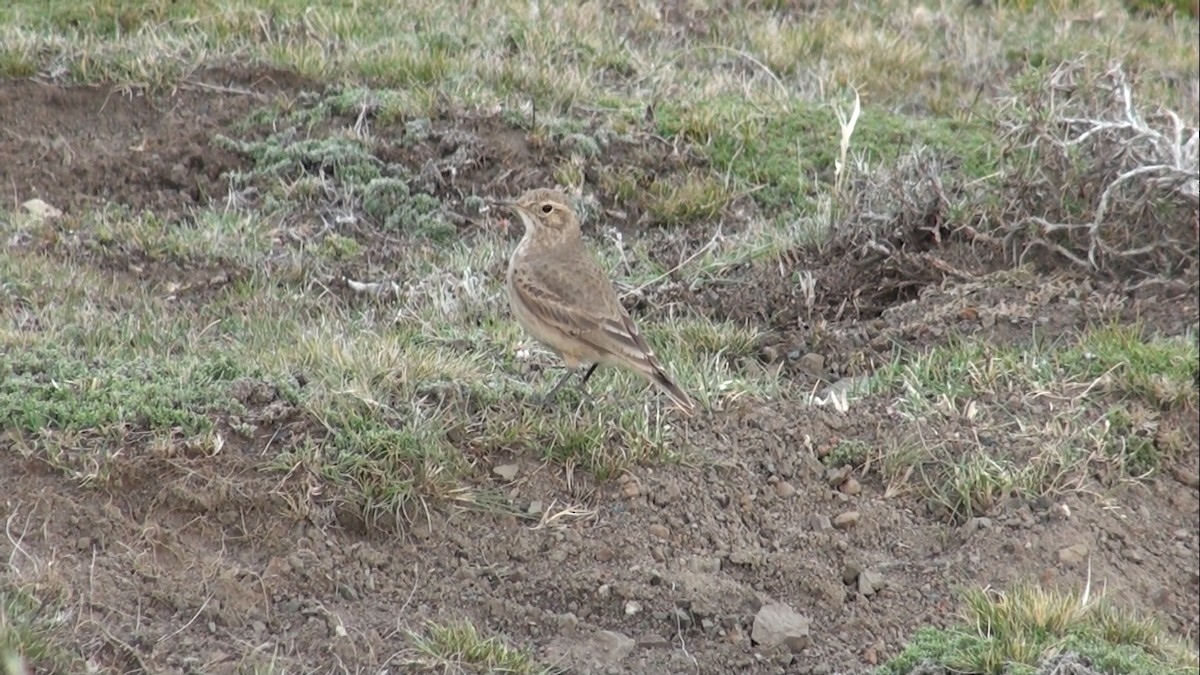 Common Miner - ML659570421