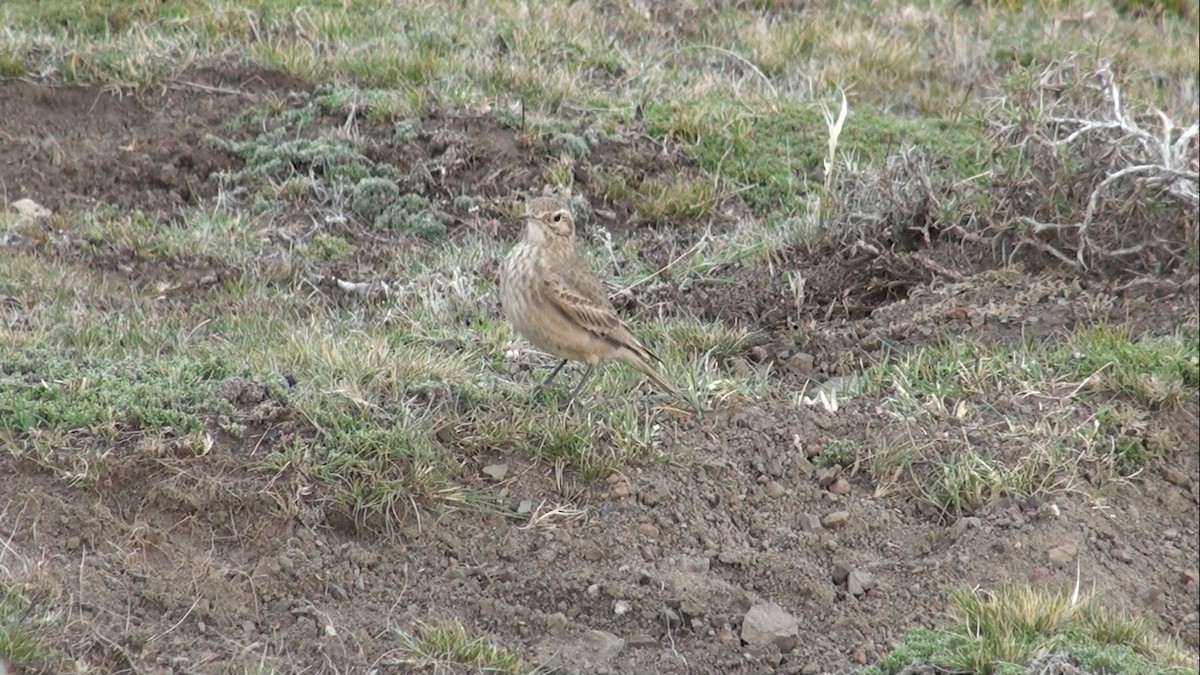 Common Miner - ML659570422
