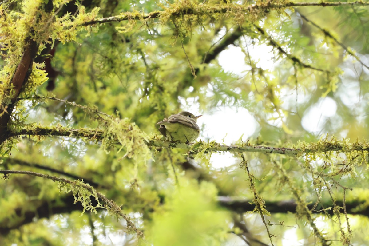Western Flycatcher - ML659570930