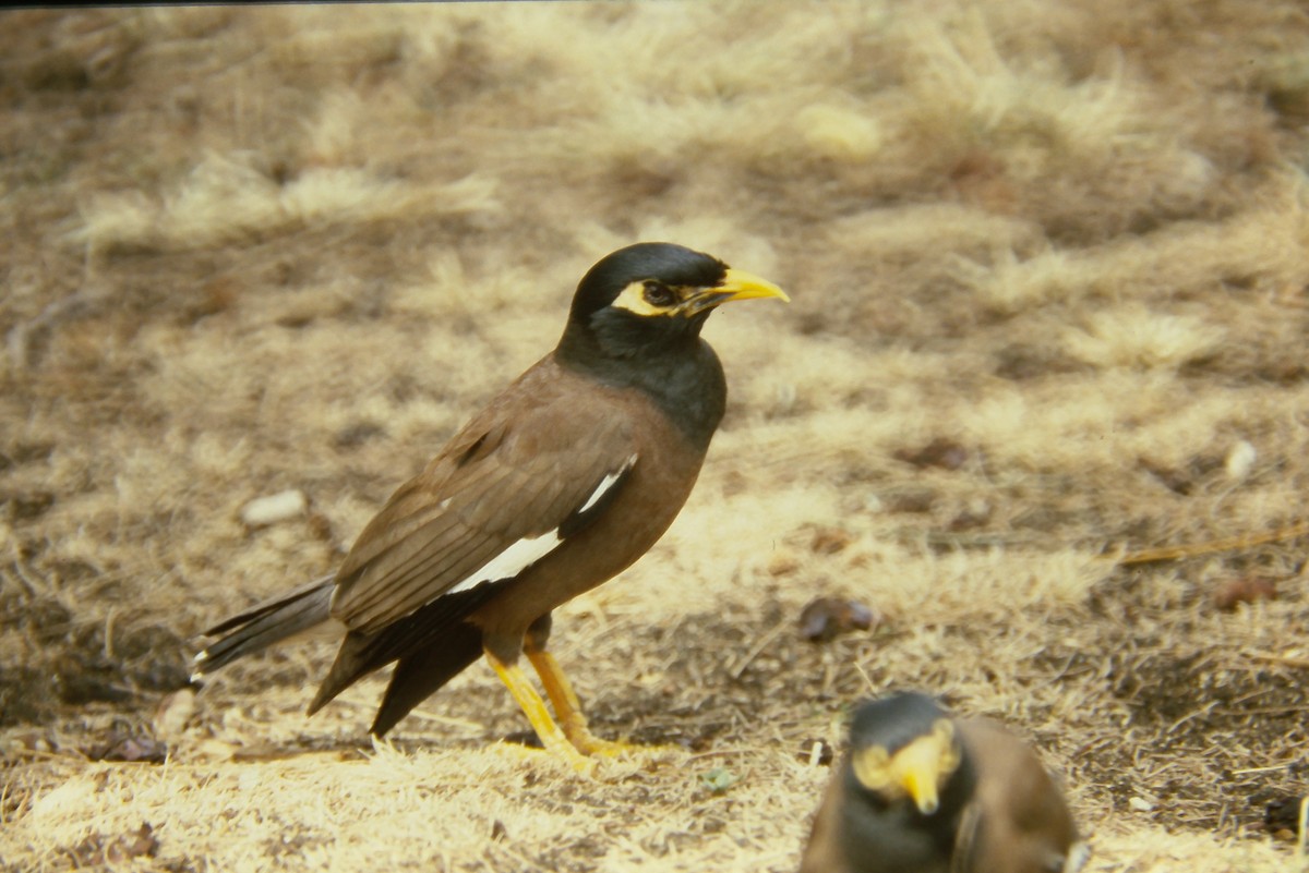 Common Myna - Acridotheres tristis - Media Search - Macaulay Library ...