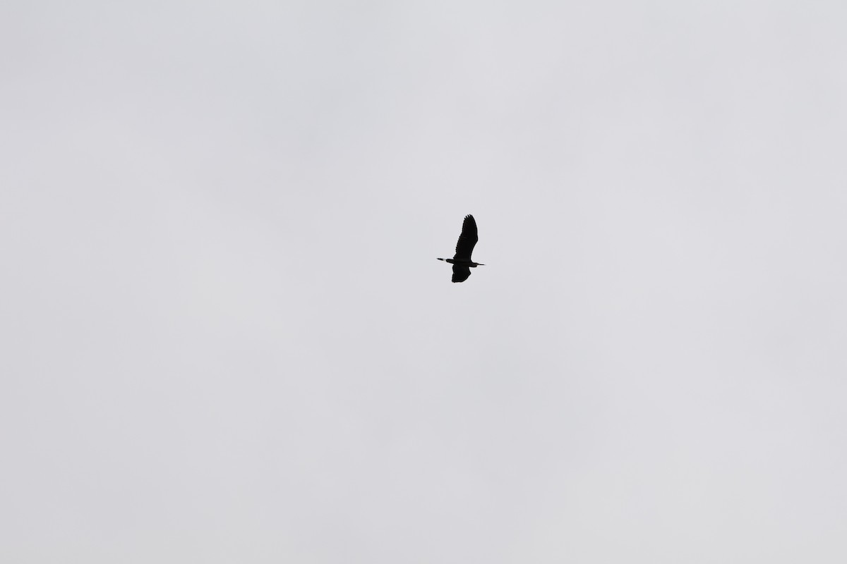 Great Blue Heron - ML659570950