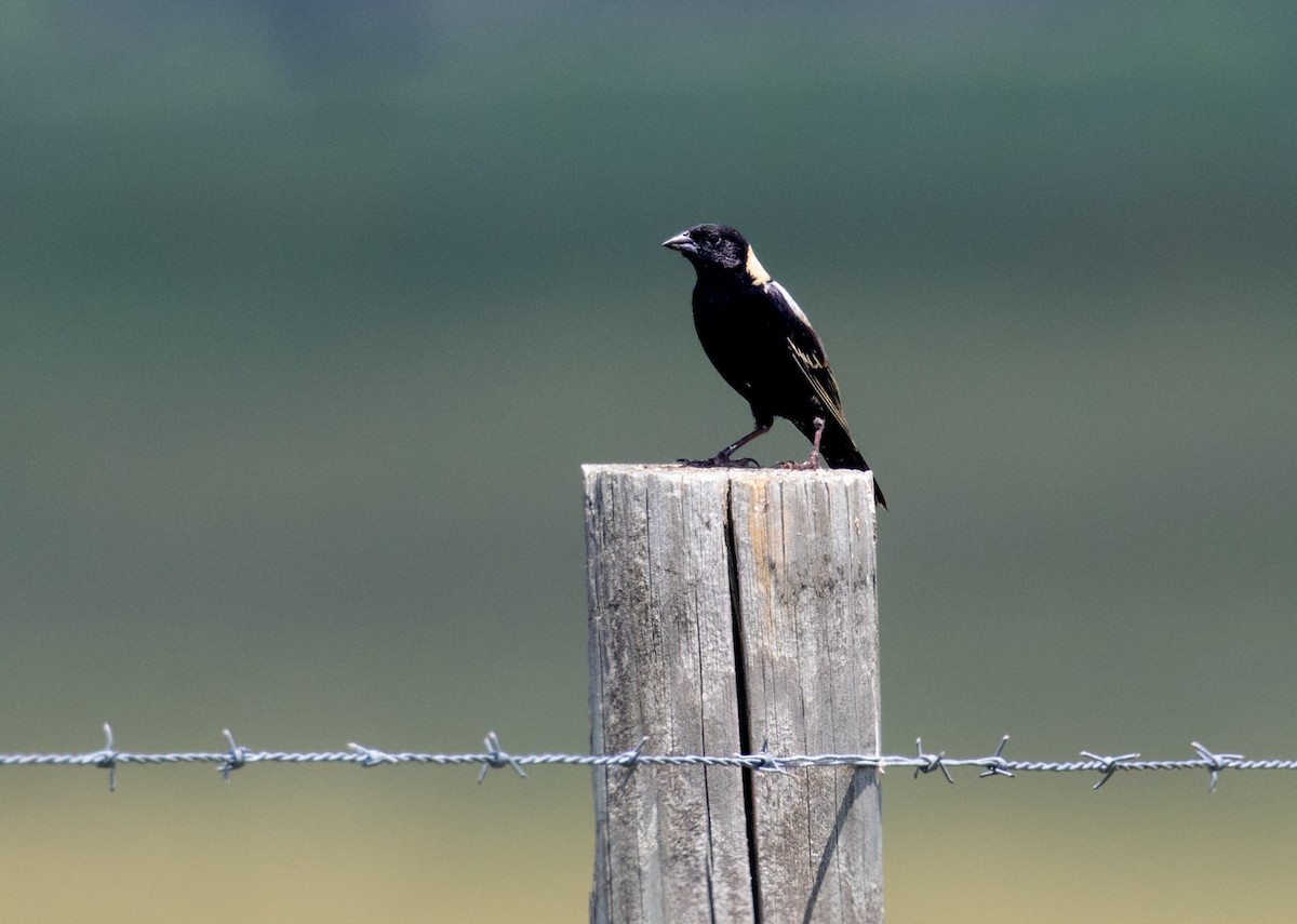bobolink - ML659570983