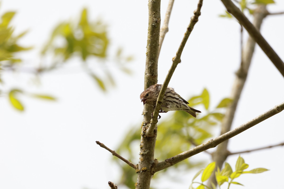 Pine Siskin - ML659571108