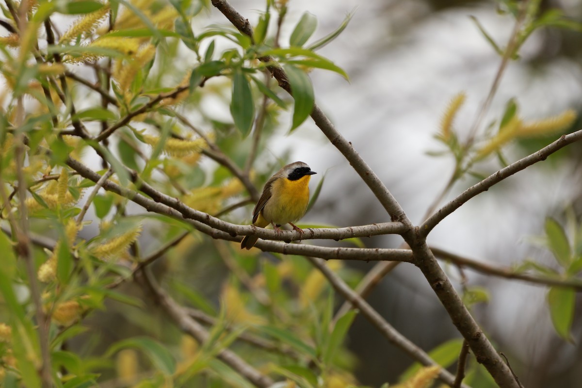 Common Yellowthroat - ML659571212