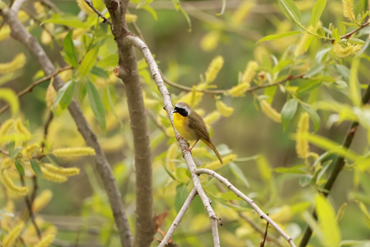 Common Yellowthroat - ML659571213
