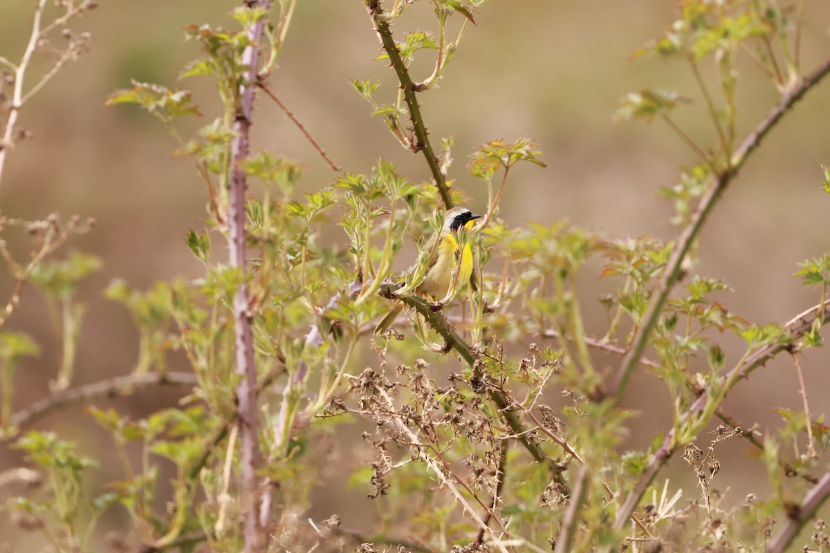 Common Yellowthroat - ML659571214