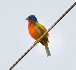 Painted Bunting - ML659571247