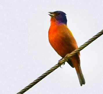 Painted Bunting - ML659571250