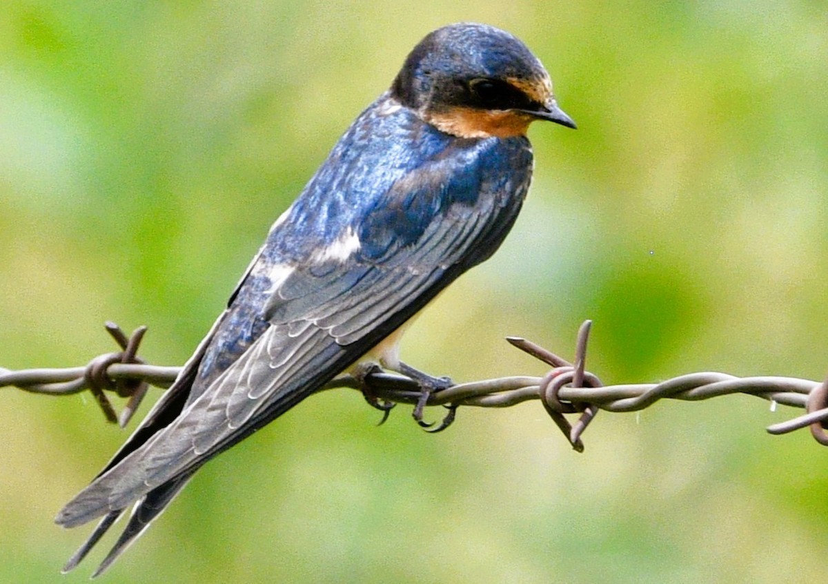 Barn Swallow - ML659571263