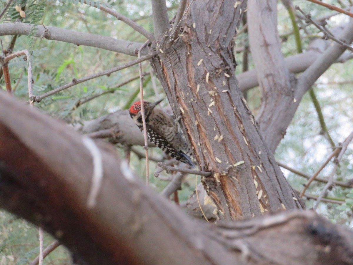Ladder-backed Woodpecker - ML659571292