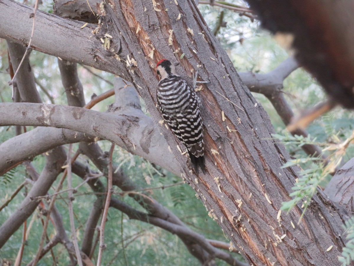 Ladder-backed Woodpecker - ML659571293