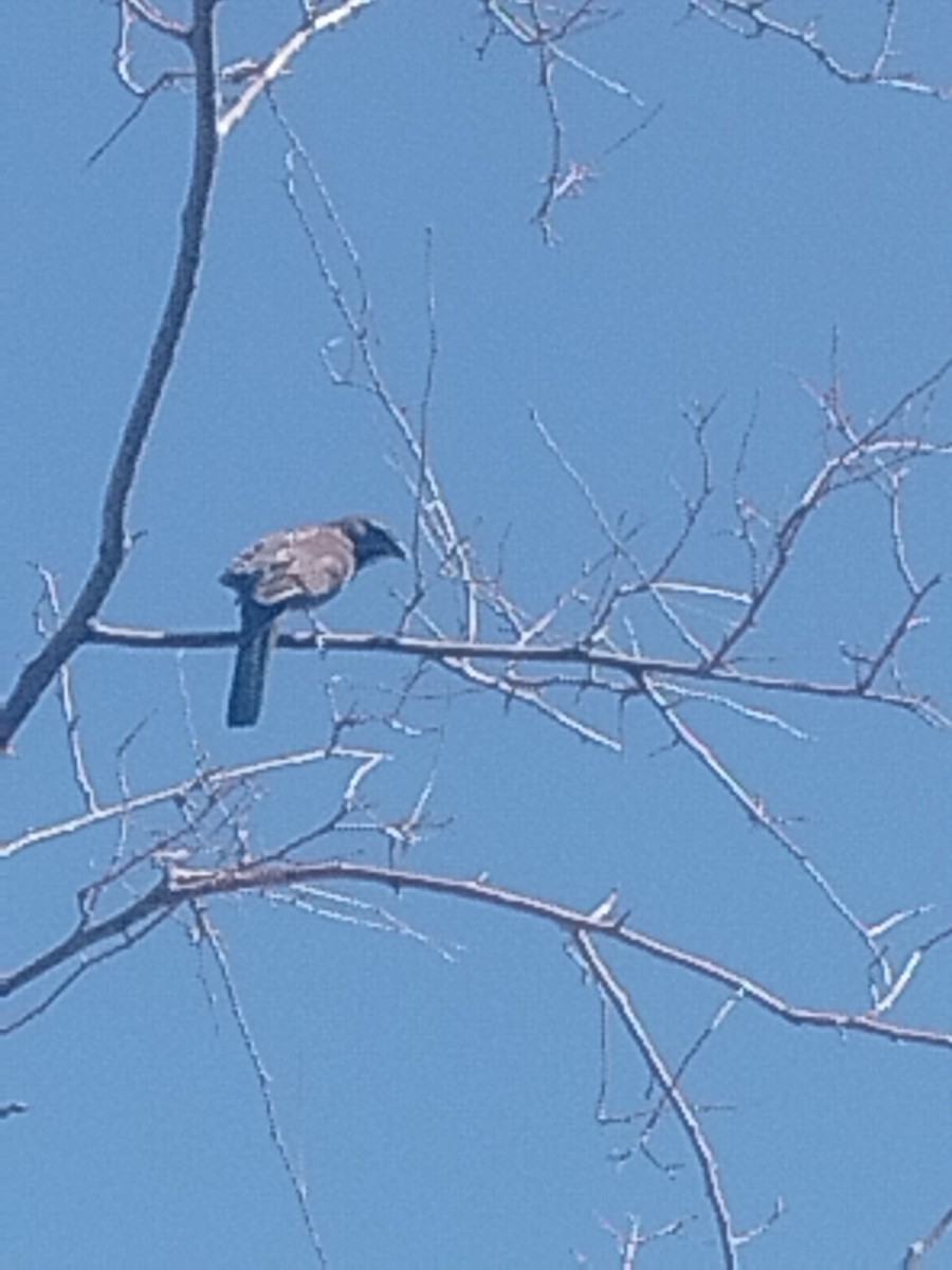 Five-striped Sparrow - ML659571356