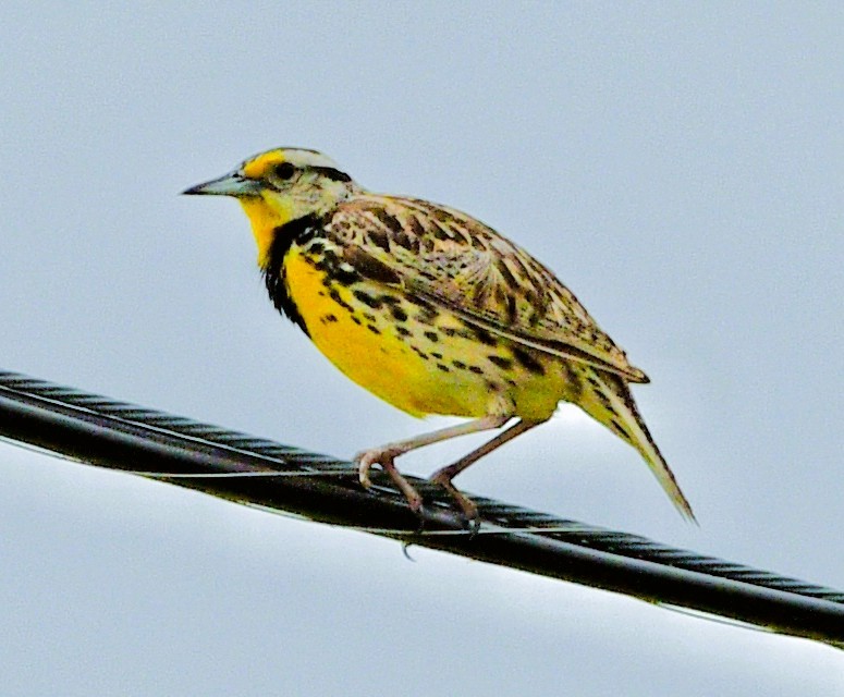 Eastern Meadowlark - ML659571524