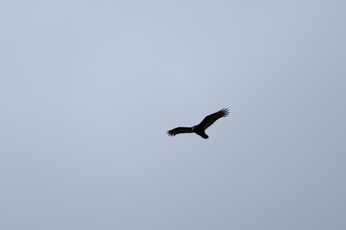 Turkey Vulture - ML659571616