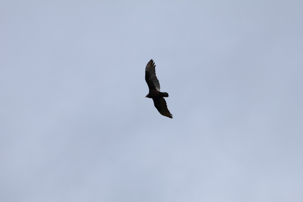 Turkey Vulture - ML659571617
