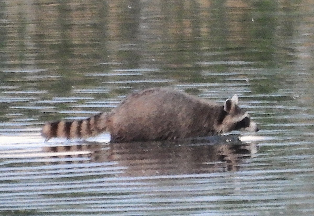 Common Raccoon - ML659571751