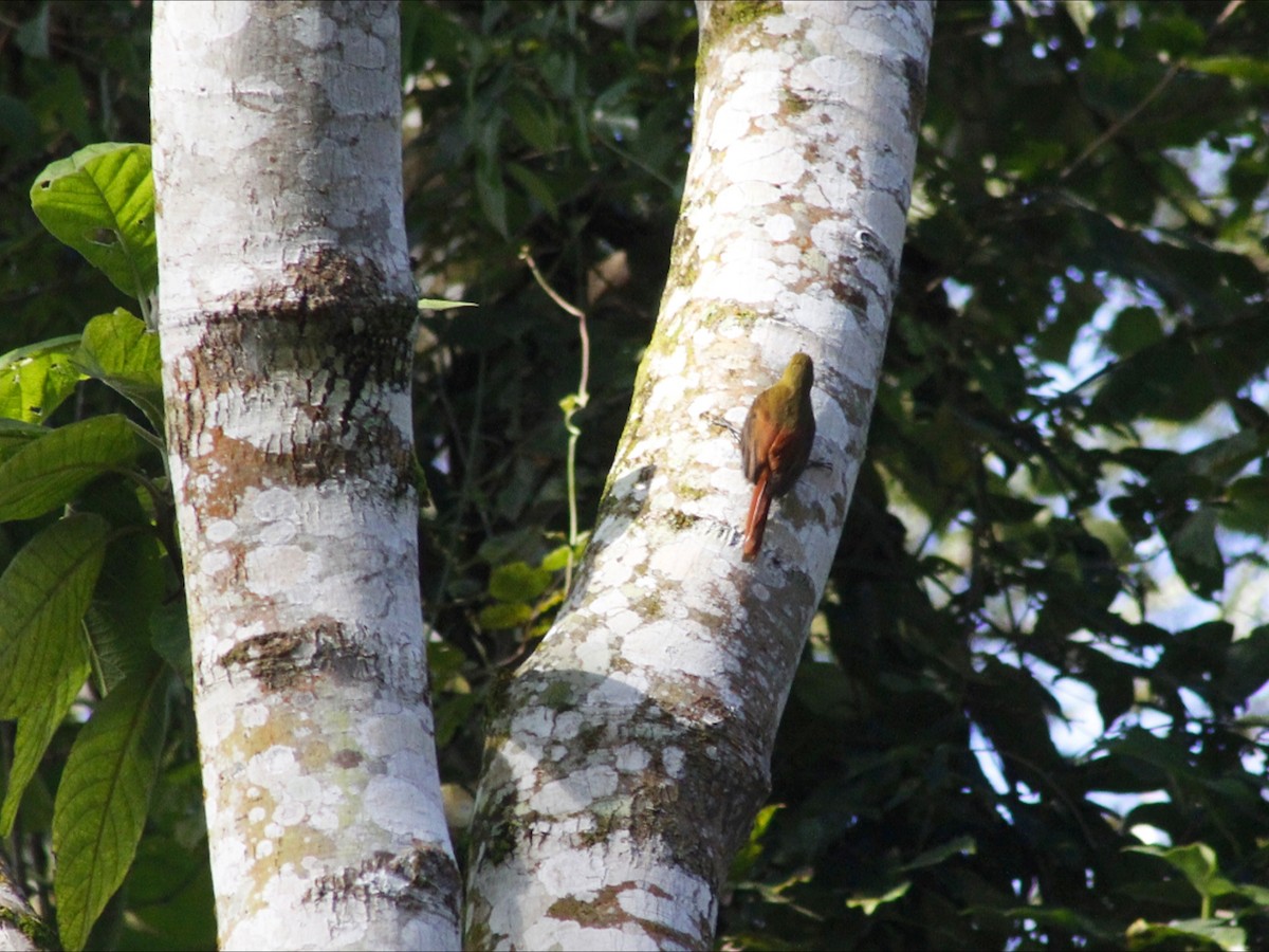 Olivaceous Woodcreeper - ML659572474