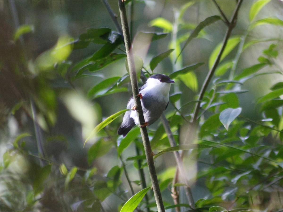 White-bearded Manakin - ML659572500