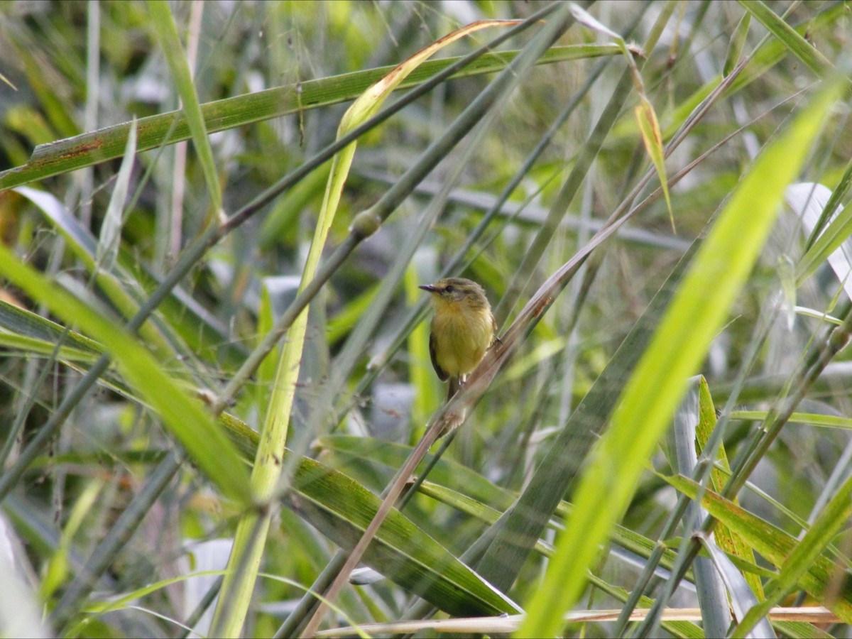 Yellow Tyrannulet - ML659572510