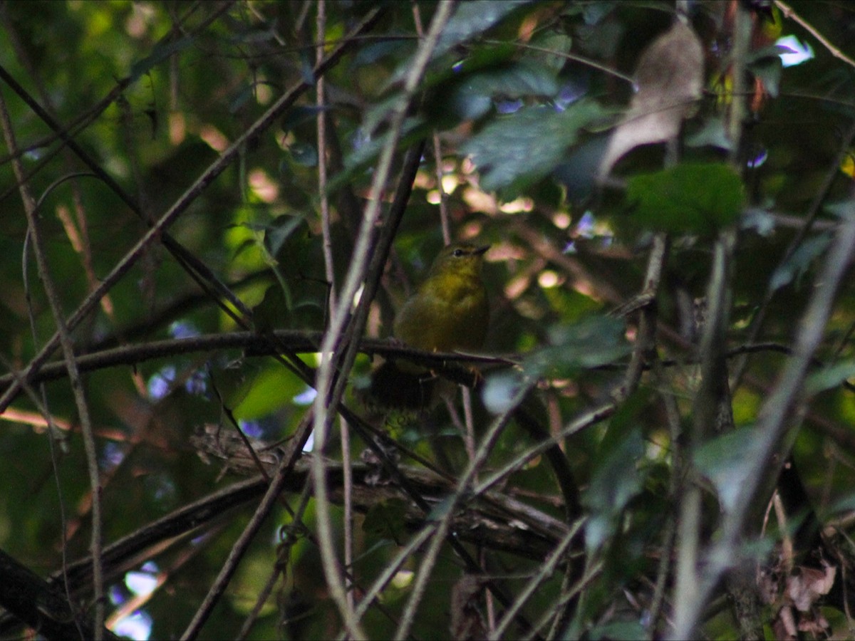 Flavescent Warbler - ML659572550