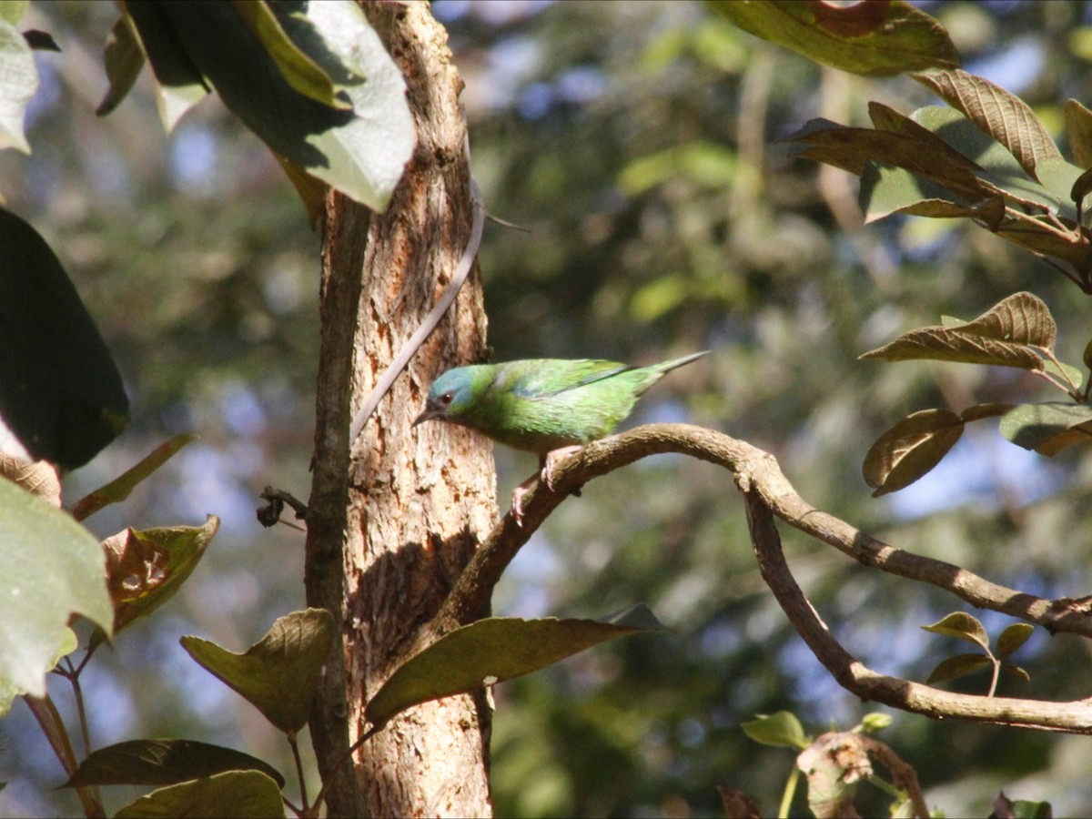 Blue Dacnis - ML659572568