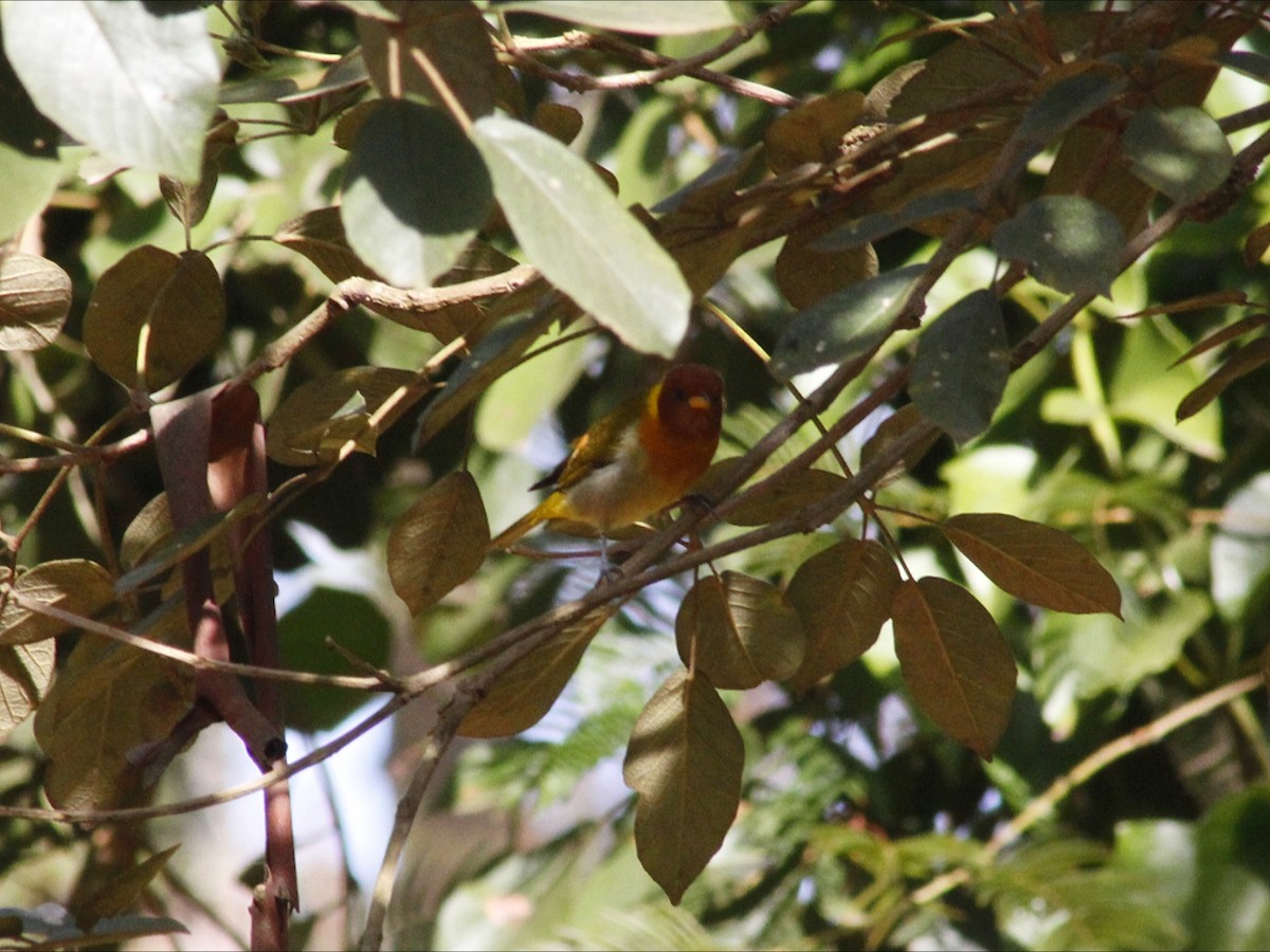 Rufous-headed Tanager - ML659572575