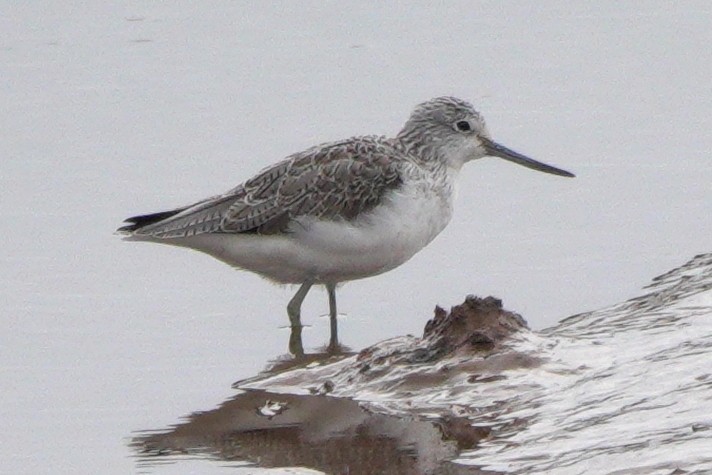 Common Greenshank - ML659572599