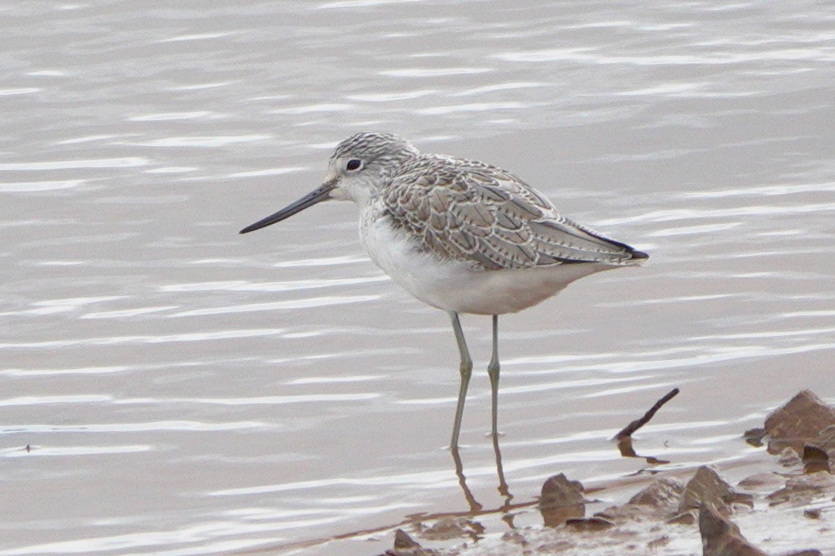 Common Greenshank - ML659572600