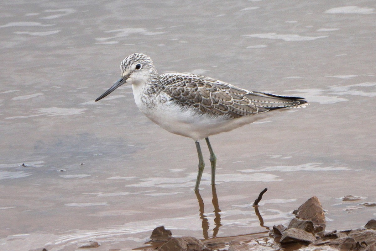Common Greenshank - ML659572601