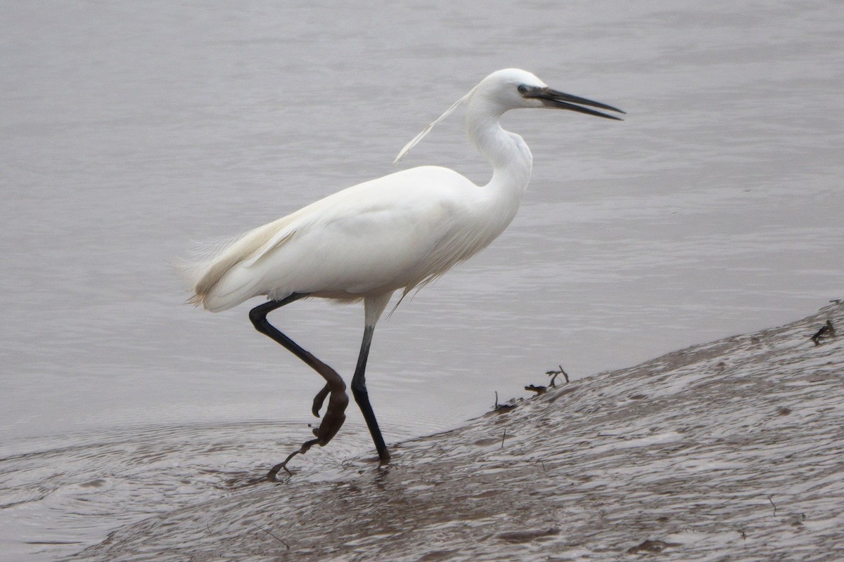 Little Egret - ML659572608